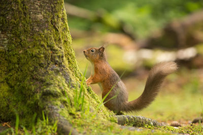 Squirrel on tree trunk