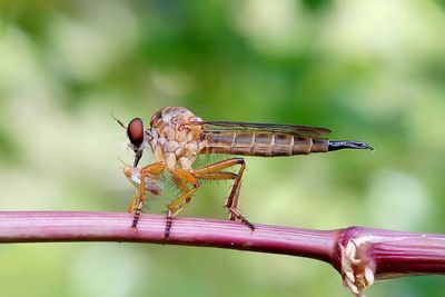 Close-up of damselfly perching on leaf