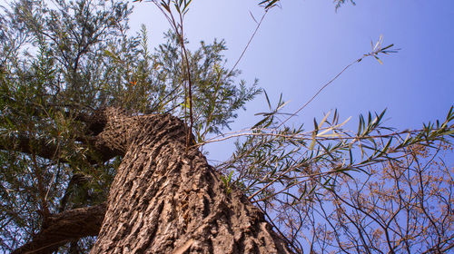 Low angle view of tree against blue sky