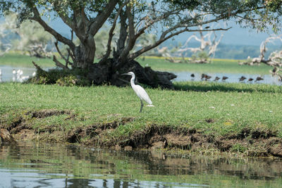 High angle view of gray heron on lake