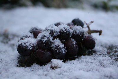 Close-up of snow on field during winter