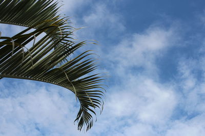 Low angle view of palm tree against sky