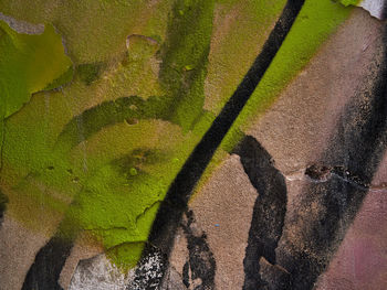 Shadow of person on a tree