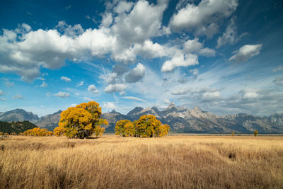 Scenic view of field against sky