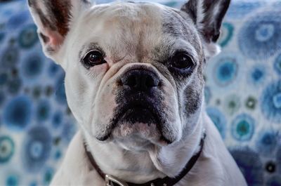 Close-up portrait of dog