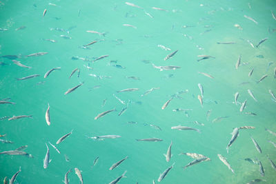 Full frame shot of fishes swimming in sea