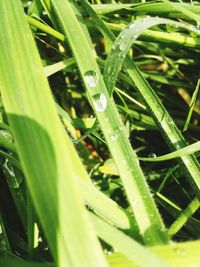 Close-up of wet grass