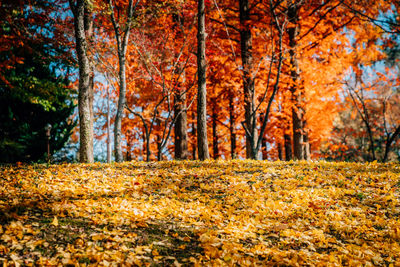 Autumn trees in forest