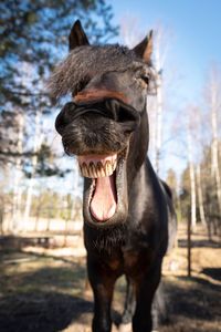 Close-up of a horse