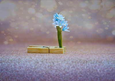 Close-up of purple flower on table