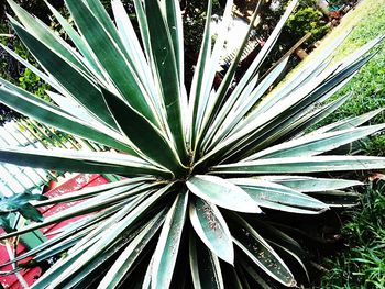 Close-up of palm tree