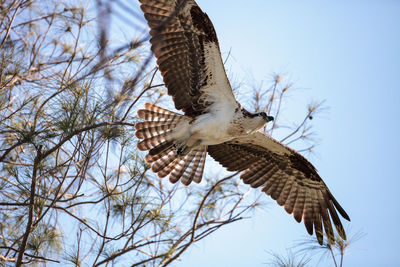 Osprey bird of prey pandion haliaetus flying across a blue sky over clam pass in naples, florida 