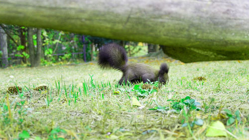 Close-up of monkey on field