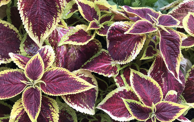 Full frame shot of pink flowering plant leaves