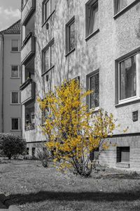 Tree by residential building