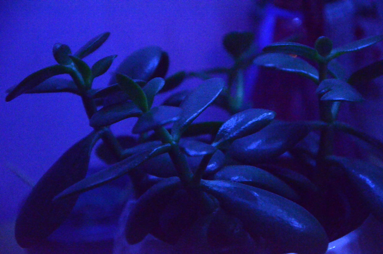 CLOSE-UP OF PURPLE FLOWERING PLANT AGAINST BLUE WATER