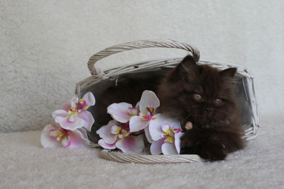 Close-up of cat in basket