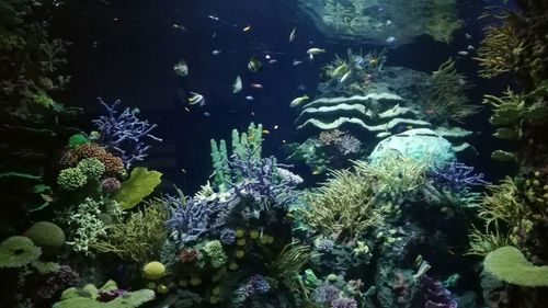 View of coral plants