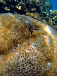 Close-up of fish underwater