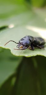 Close-up of insect on leaf