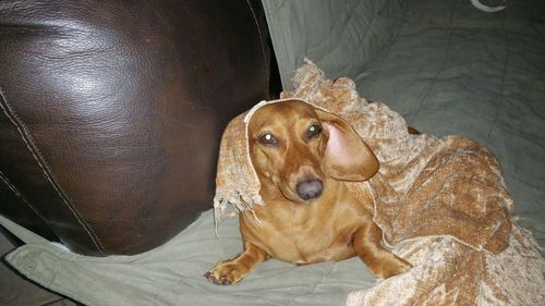 High angle portrait of dog sitting at home