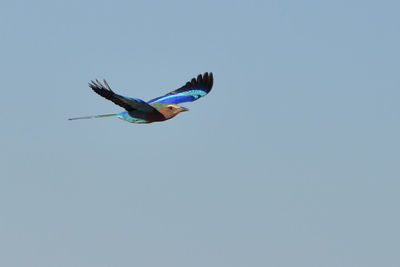 Low angle view of seagull flying in sky