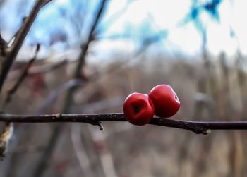 Close-up of red berries growing on tree