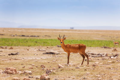 Giraffe standing on field