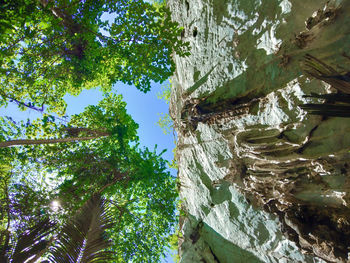 Low angle view of trees against sky