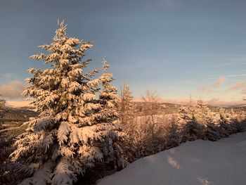 Snow covered tree on field against sky