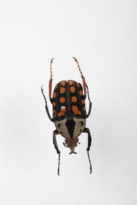 Close-up of insect on white background