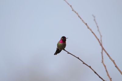 Hummingbird perching on a branch