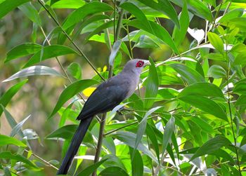 Bird perching on a tree