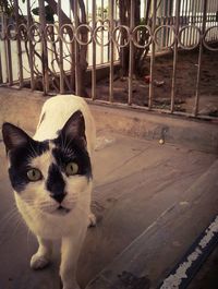 Portrait of cat