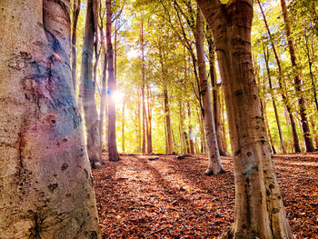 Sunlight streaming through trees in forest