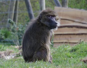 Monkey looking away while sitting on land