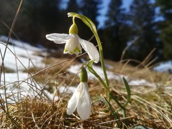 Close-up of white flowering plant on field