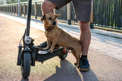 Feet of a man made stop stand one leg with his dog on electric scooter on the streets or park.