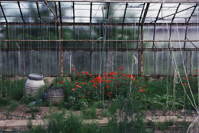 View of plants against the wall