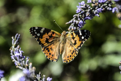 Close-up of butterfly pollinating flower