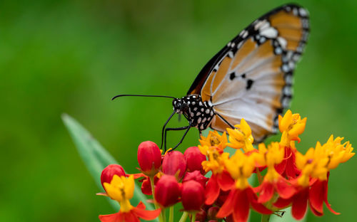 Close-up of butterfly pollinating on flower