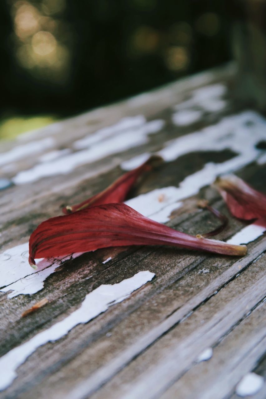 CLOSE-UP OF RED FISH ON TABLE AT SIDEWALK