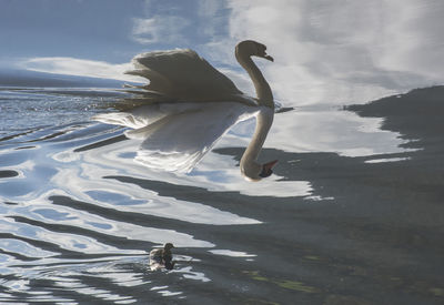 Upside down image of swan with cygnet in lake