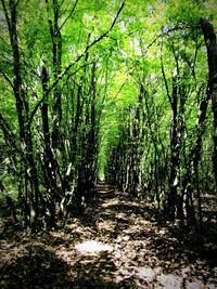 Road amidst trees in forest