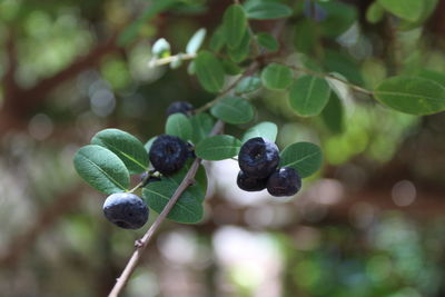 Close-up of berries growing on tree