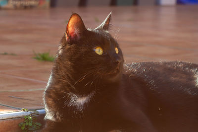 Elegant black cat . animal item , close up, portrait, european kittens,cats lover
