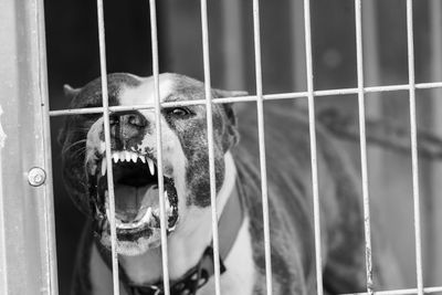 Portrait of dog in cage