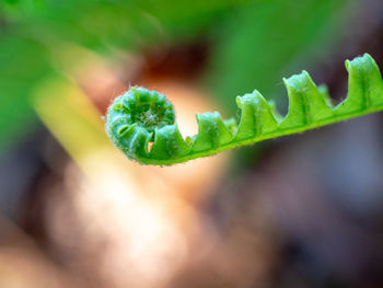 Close-up of green leaf