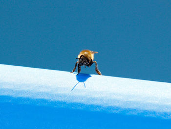 Close-up of insect on snow against blue sky