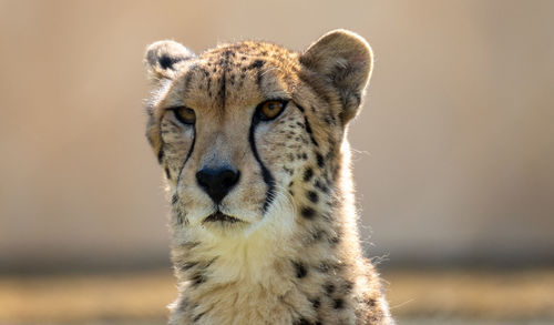 Close-up portrait of a cat